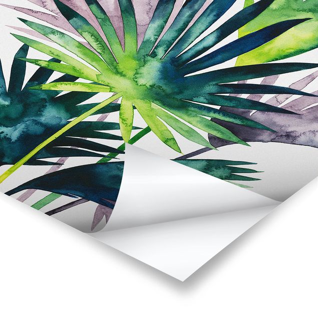 Plakaty Egzotyczne liście - Fan Palm
