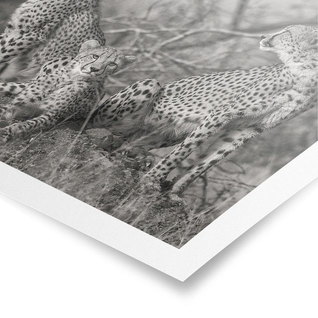 Obrazki czarno białe Trzy gepardy