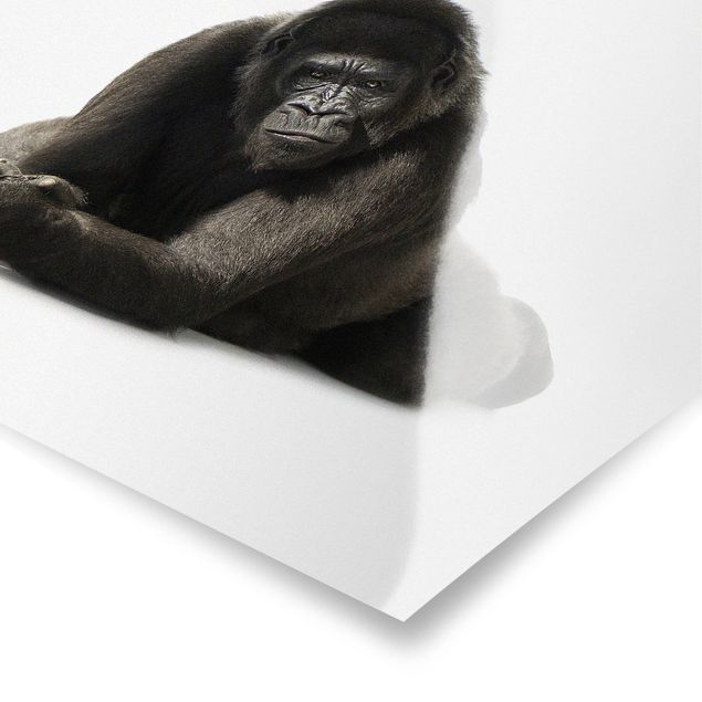 Obrazy afryka Recumbent Gorilla II