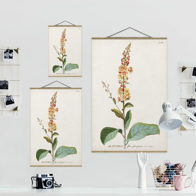 Obrazy motywy kwiatowe Vintage Botanika Ilustracja Mullein