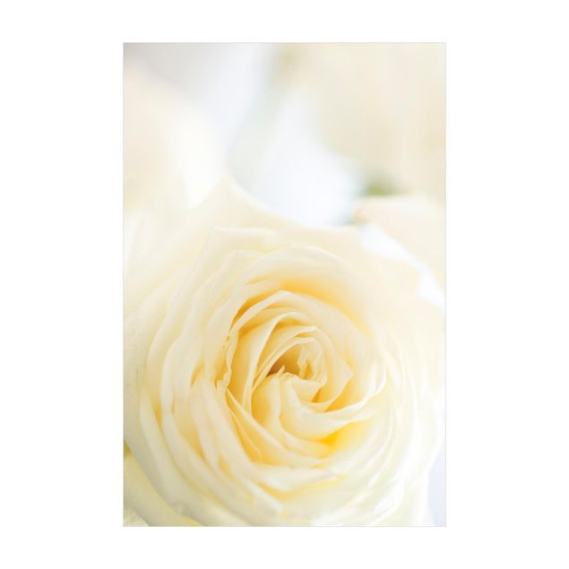 dywan kwiatowy Biała róża