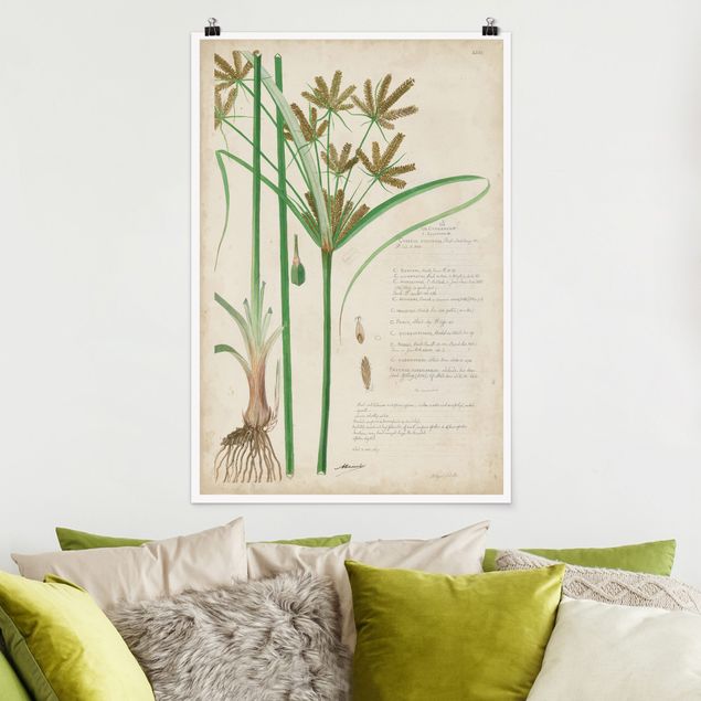 Dekoracja do kuchni Rysunki botaniczne w stylu vintage Trawy I