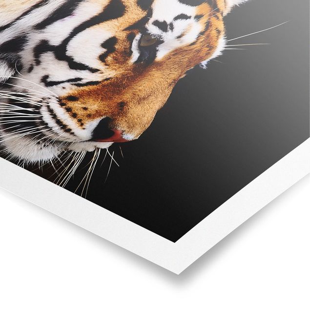 Obrazy tygrys Tiger Beauty