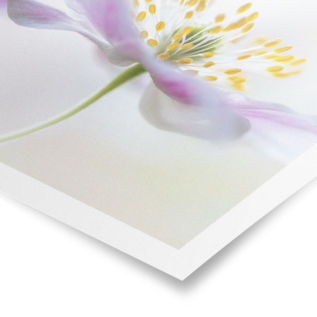 Obrazy kwiatowe Biały zawilec