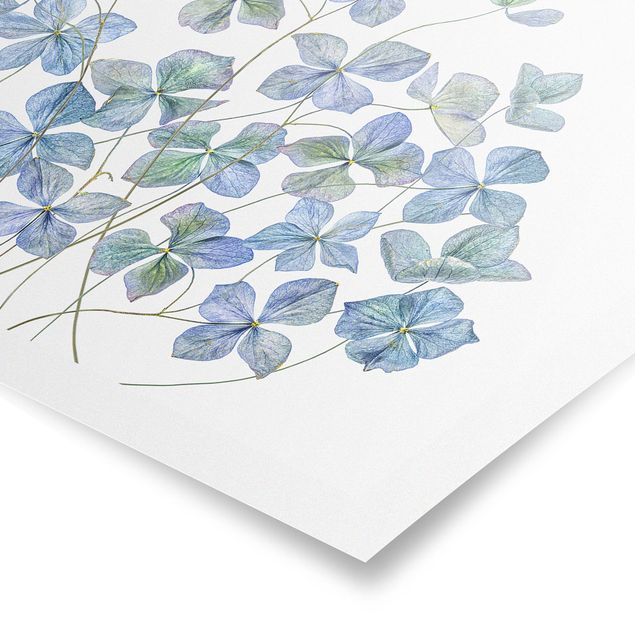 Obrazy motywy kwiatowe Błękitne kwiaty hortensji