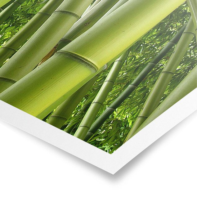 Obrazy krajobraz Drzewa bambusowe
