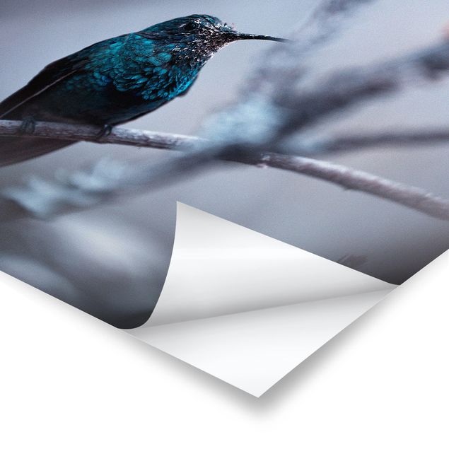 Plakaty zwierzęta Koliber w zimie