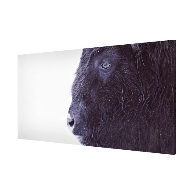 Nowoczesne obrazy Portret czarnego bizona
