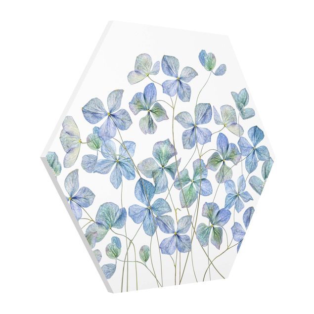 Obraz niebieski Błękitne kwiaty hortensji