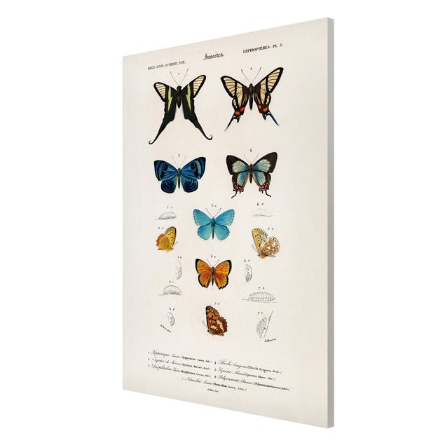 Obraz z motylem Tablica edukacyjna w stylu vintage Motyle I