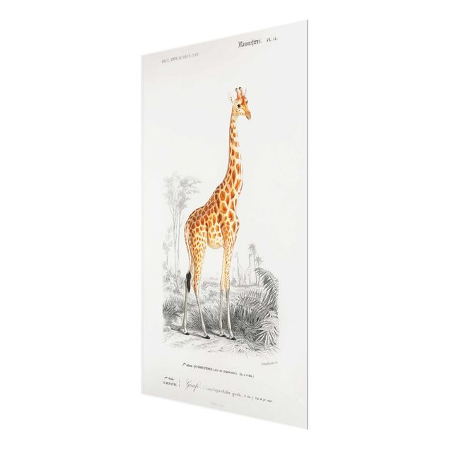 Obrazy do salonu nowoczesne Tablica edukacyjna w stylu vintage Tablica dydaktyczna w stylu vintage Żyrafa
