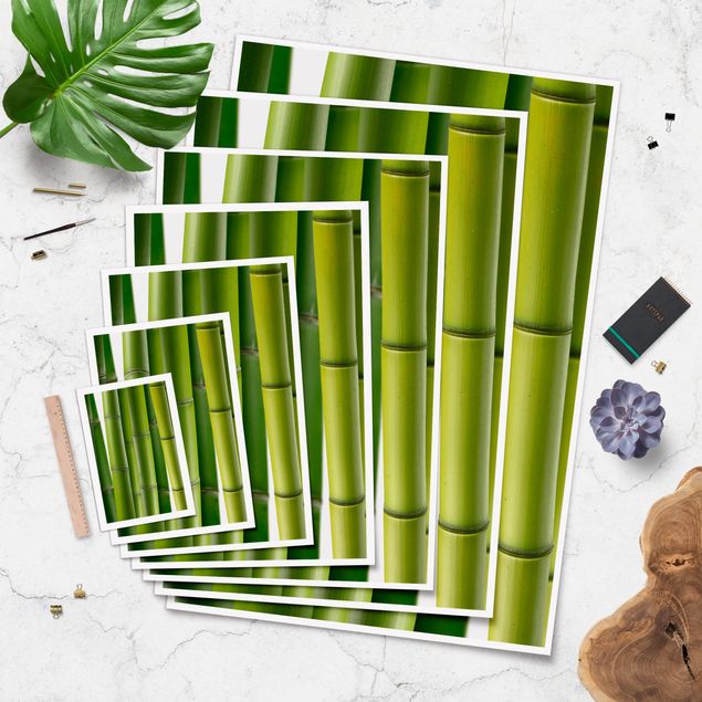 Obrazy Rośliny bambusowe