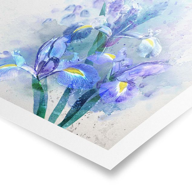 Niebieskie obrazy Akwarela Kwiaty Irys