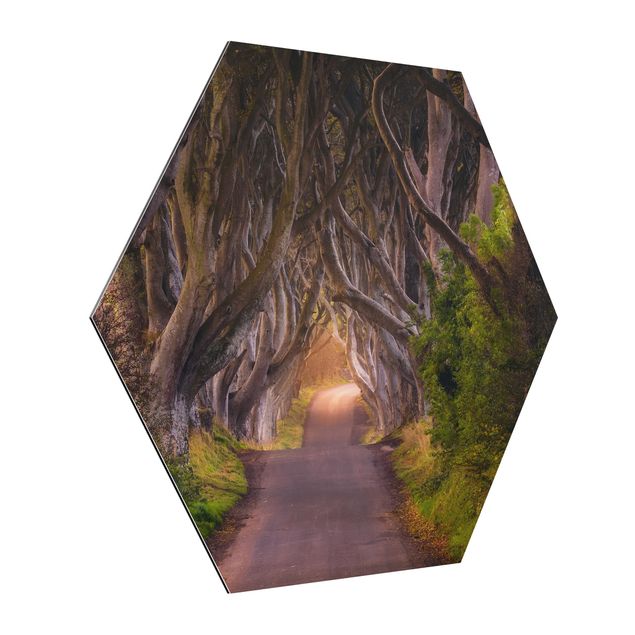 Obrazy drzewa Tunel z drzew