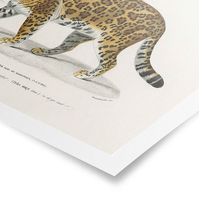 Obraz vintage Tablica edukacyjna w stylu vintage Jaguar