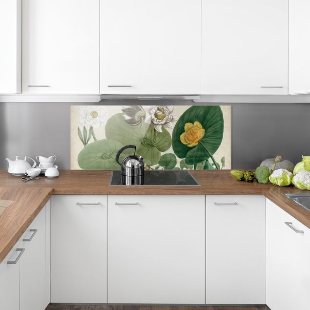 Panel szklany do kuchni Ilustracja w stylu vintage Biała lilia wodna