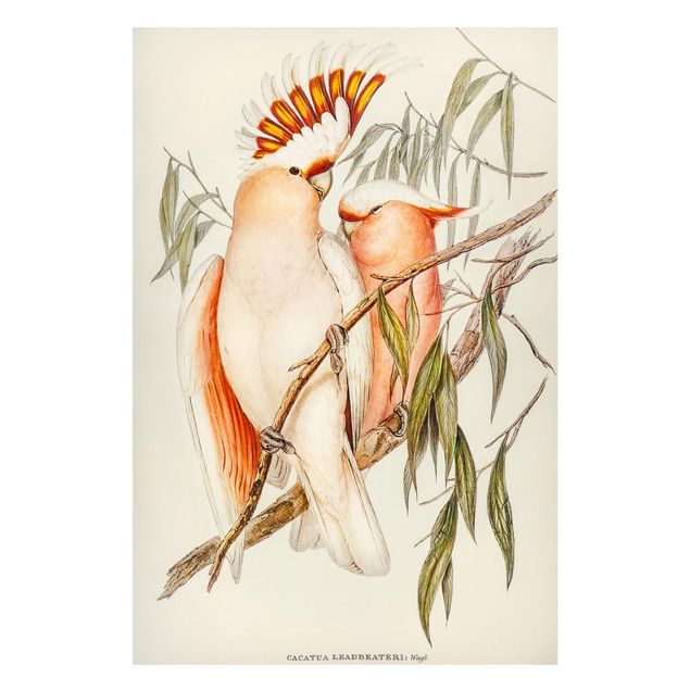 Nowoczesne obrazy do salonu Ilustracja w stylu vintage różowy kakadu