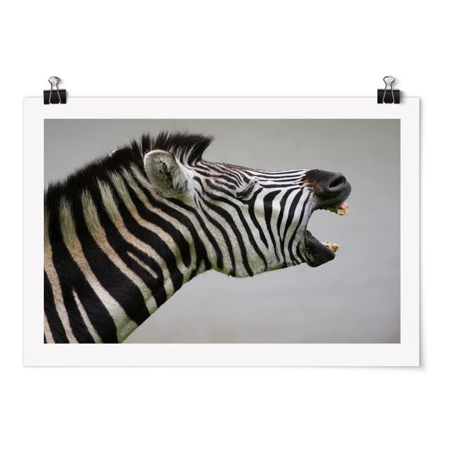 Obrazy ze zwierzętami Rycząca Zebra