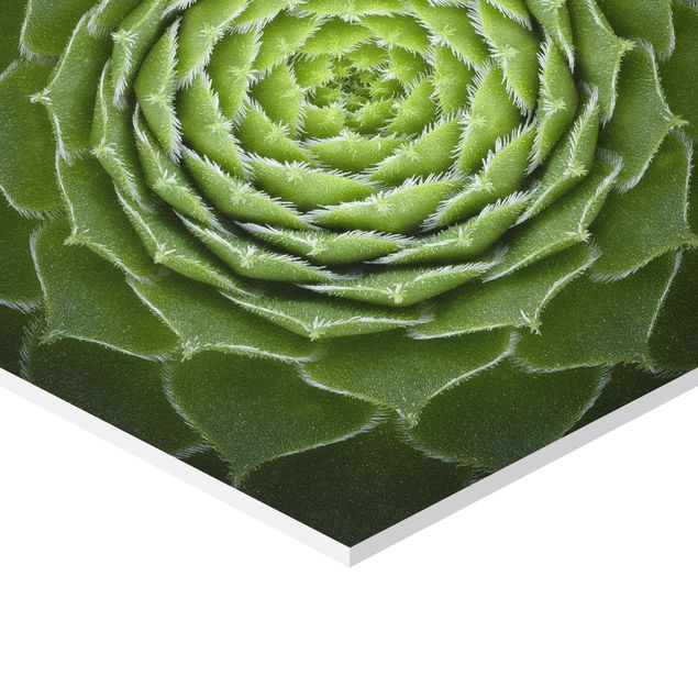 Obraz heksagonalny z Forex - Mandala sukulent