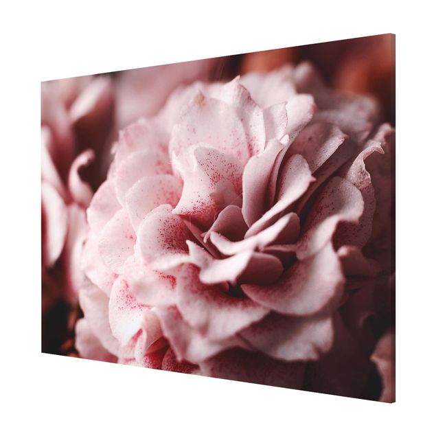 Nowoczesne obrazy Pastelowa róża Shabby Pink