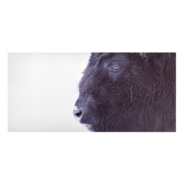 Obrazy do salonu nowoczesne Portret czarnego bizona