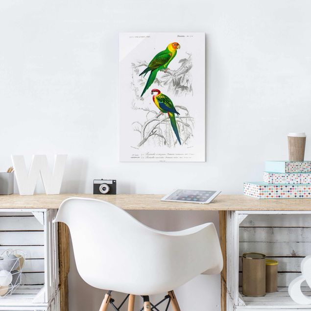 Obrazy na szkle zwierzęta Tablica edukacyjna w stylu vintage Dwie papugi Zielona Czerwona