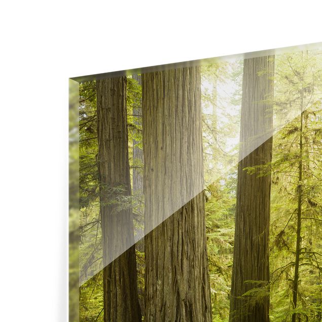 Panel szklany do kuchni - Redwood State Park Forest widok na las