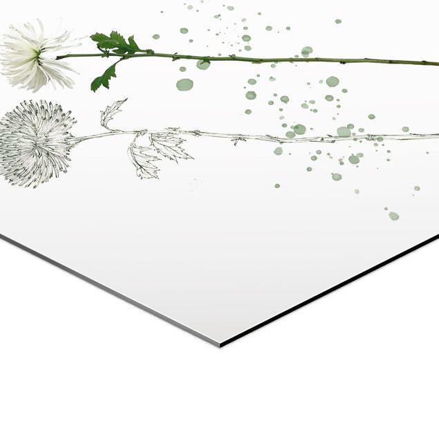 Obraz heksagonalny z Alu-Dibond - Akwarela botaniczna - Mniszek lekarski