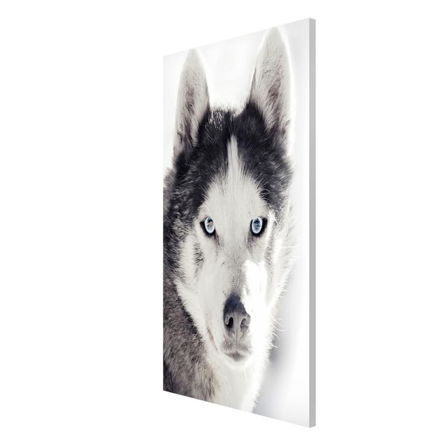 Obrazy nowoczesne Husky Portret