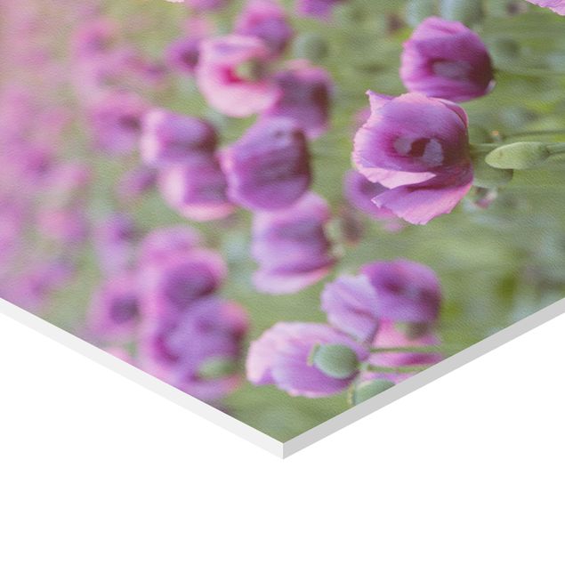 Obraz heksagonalny Fioletowa łąka z makiem opium wiosną