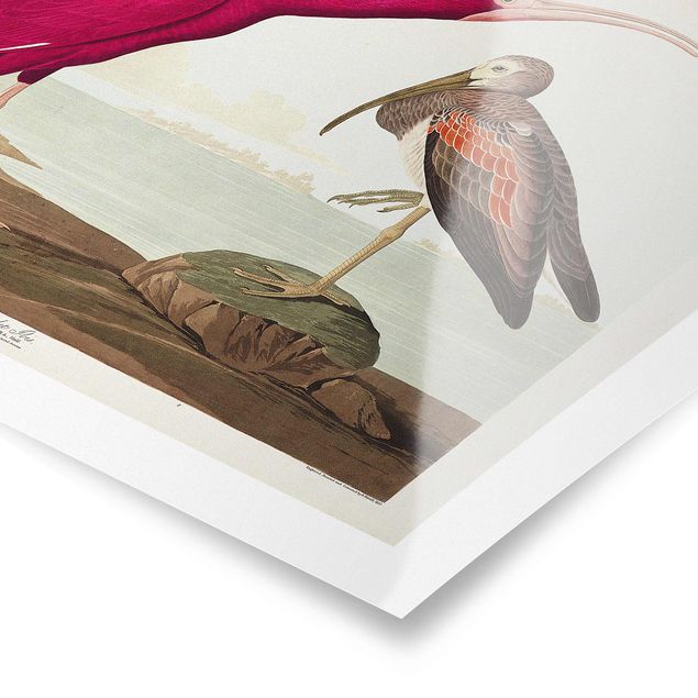Obrazy vintage Tablica edukacyjna w stylu vintage Czerwony Ibis