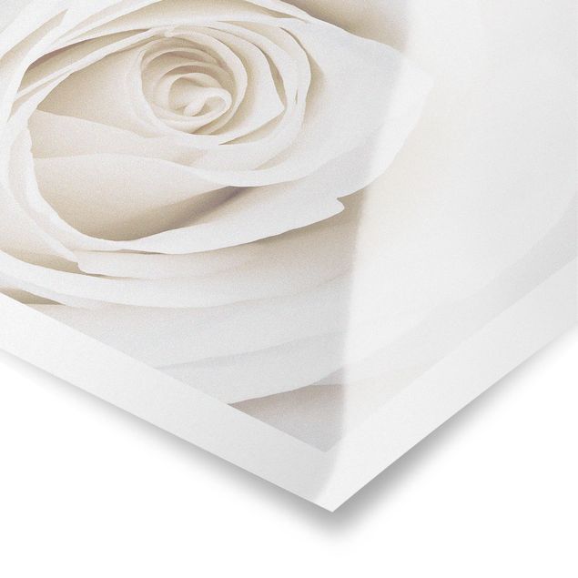 Plakaty Piękna biała róża