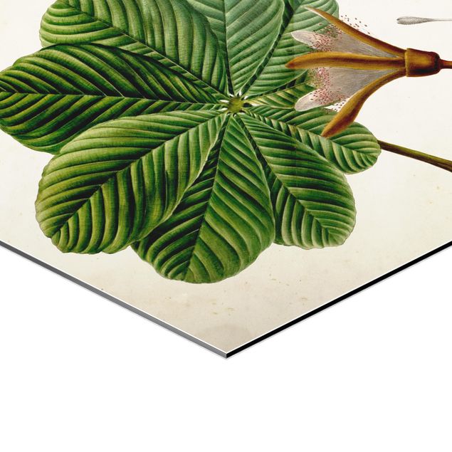 Obraz heksagonalny z Alu-Dibond - Tablica poglądowa drzew liściastych II