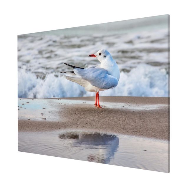 Obrazy nowoczesny Mewa na plaży przed morzem