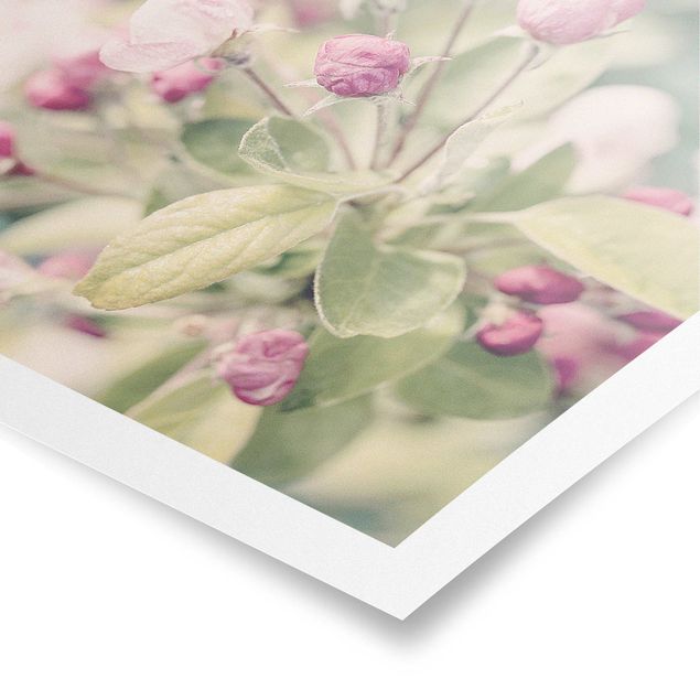 Obraz różowy Kwiat jabłoni bokeh różowy