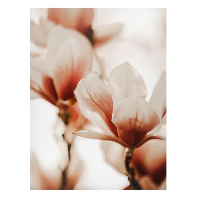Nowoczesne obrazy do salonu Delikatne kwiaty magnolii w grze świateł