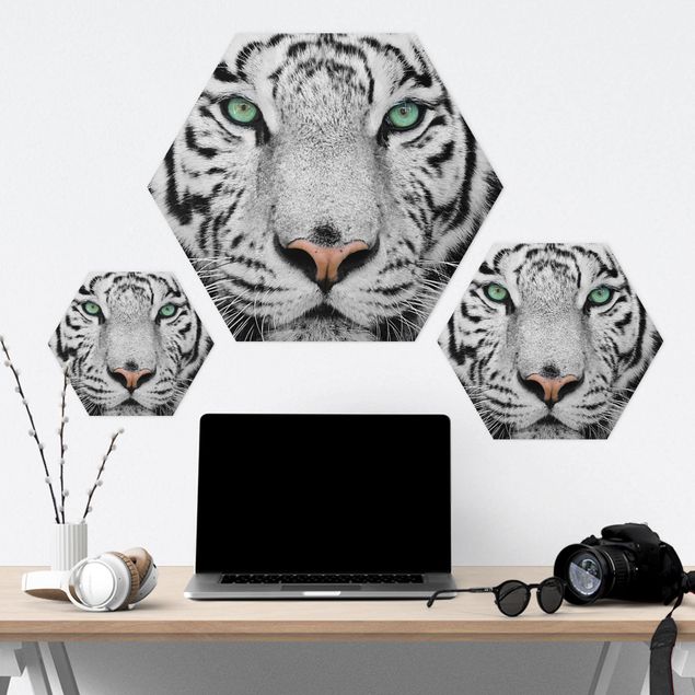 Obraz heksagonalny z Forex - Biały tygrys