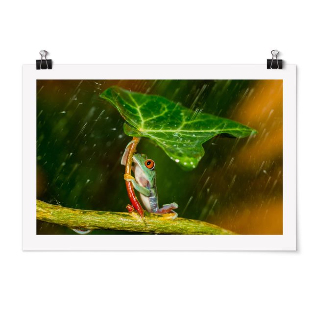 Obrazy ze zwierzętami Żaba w deszczu