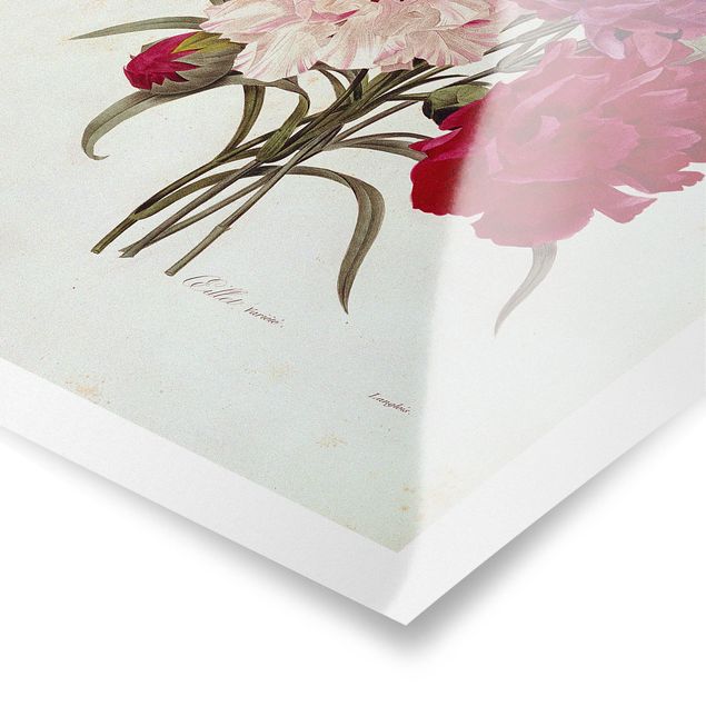 Obrazy z motywem kwiatowym Pierre Joseph Redouté - goździki