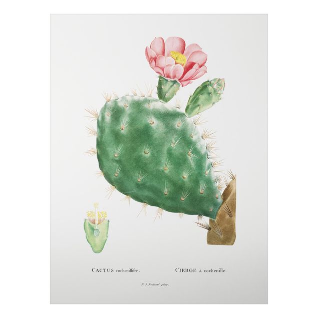 Obrazy do salonu Botanicals Vintage Illustration Cactus Pink Blossom