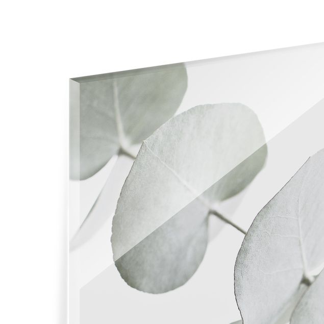 Panel szklany do kuchni - Gałązka eukaliptusa w białym świetle