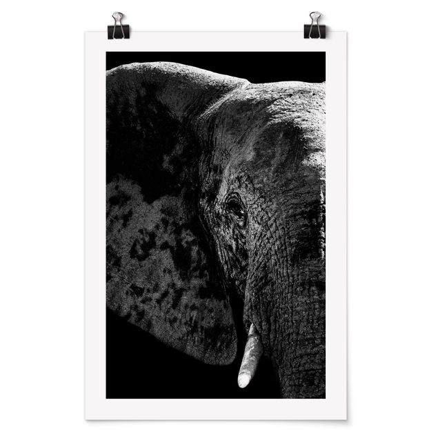 Zwierzęta obrazy Słoń afrykański czarno-biały