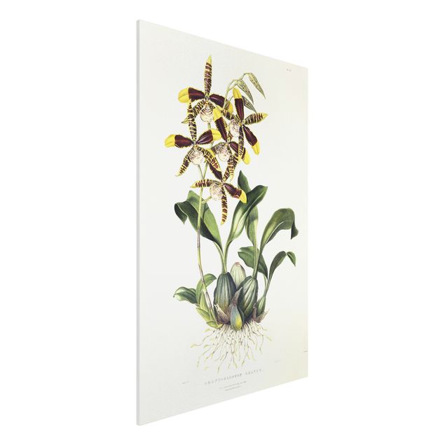 Obrazy orchidea Maxim Gauci - Orchid II