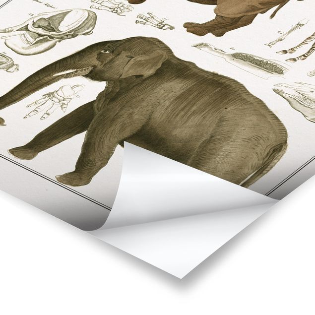 Retro obrazy Tablica edukacyjna w stylu vintage Słonie, zebry i nosorożce