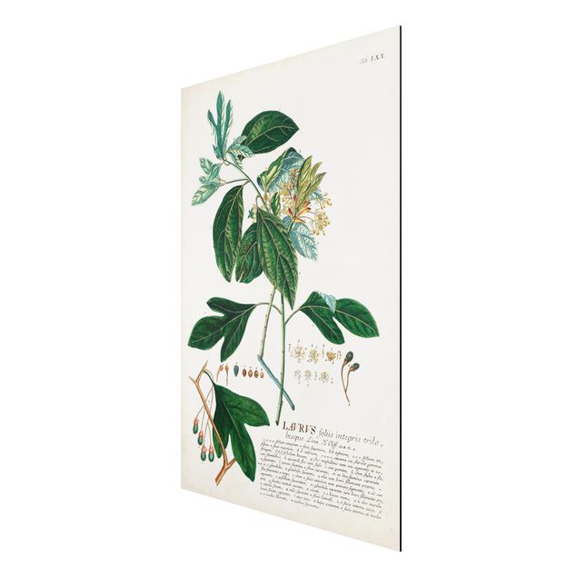 Retro obrazy Vintage Botanika Ilustracja Laurel