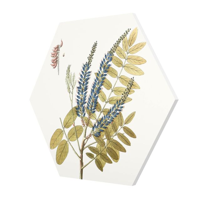 Obrazy motywy kwiatowe Dzikie zioła tablica II