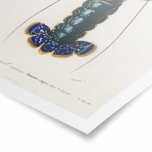 Obrazy retro Tablica edukacyjna w stylu vintage Niebieski homar