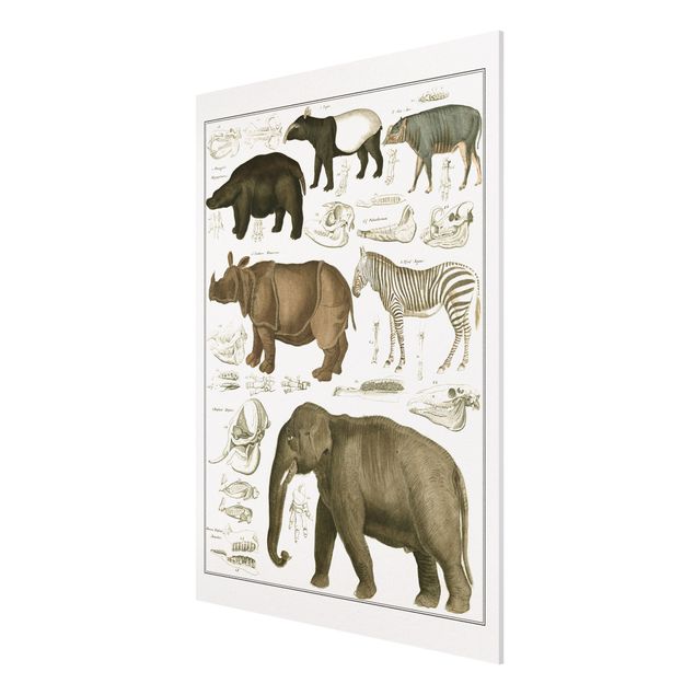 Obrazy na ścianę krajobrazy Tablica edukacyjna w stylu vintage Słonie, zebry i nosorożce