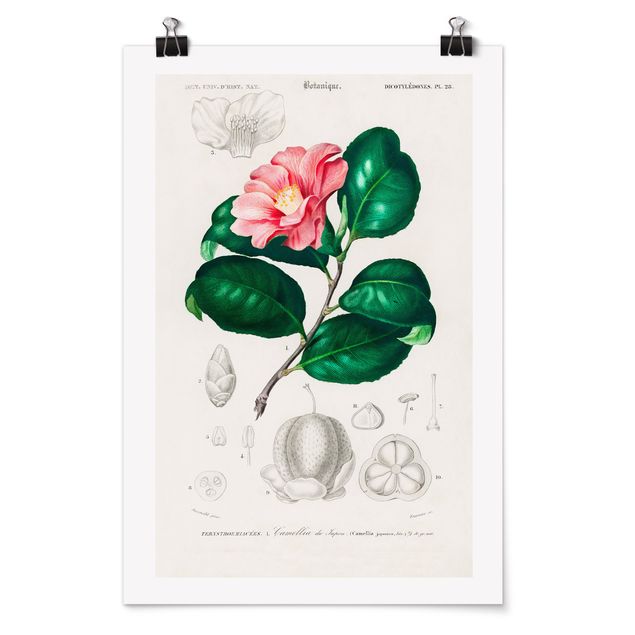 Obrazy retro Botanika Vintage Ilustracja Roślina tropikalna II