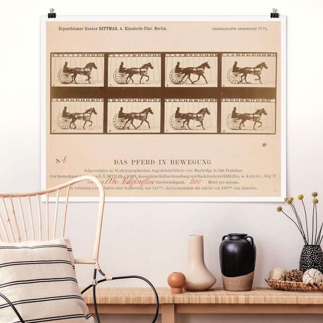 Dekoracja do kuchni Eadweard Muybridge - Koń w ruchu